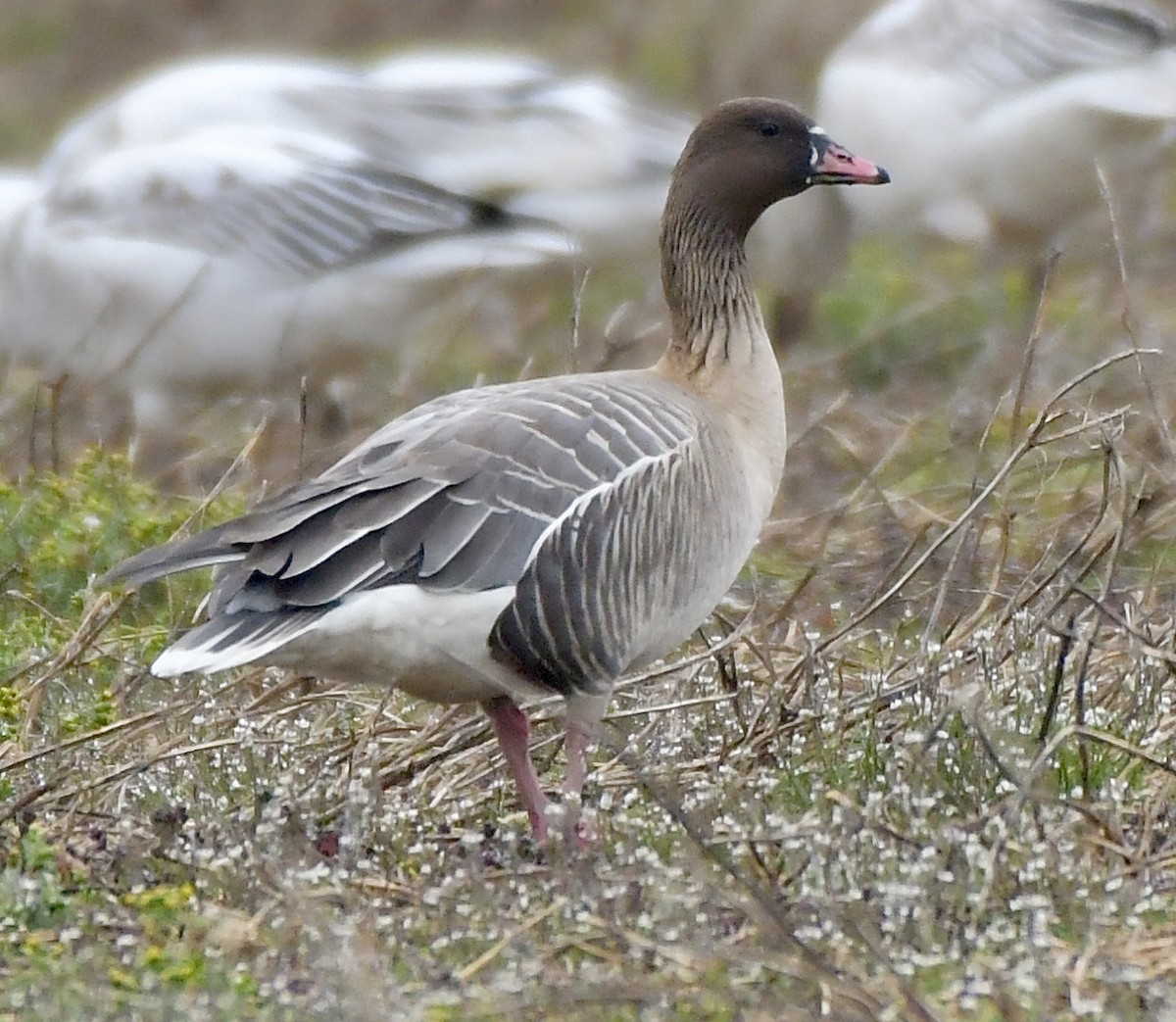 Pink-footed Goose - ML319751901