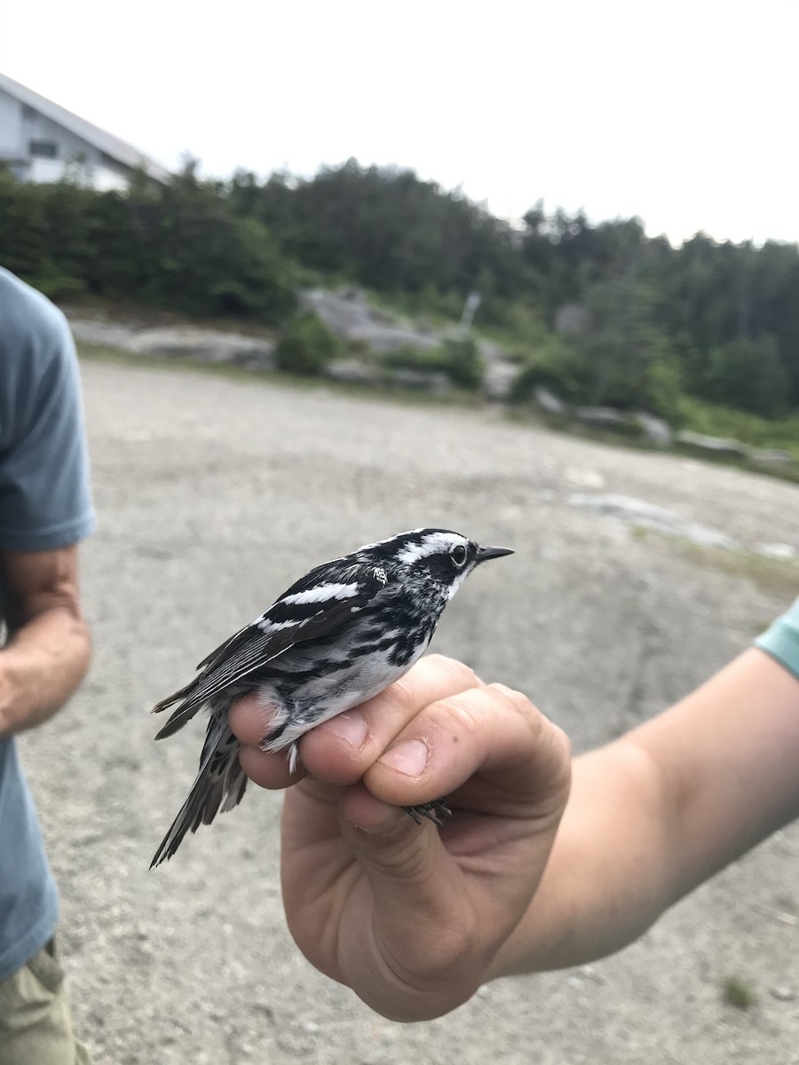 Black-and-white Warbler - ML319753471
