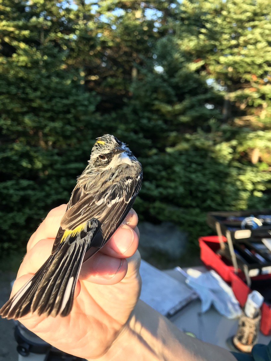 Yellow-rumped Warbler (Myrtle) - ML319753781
