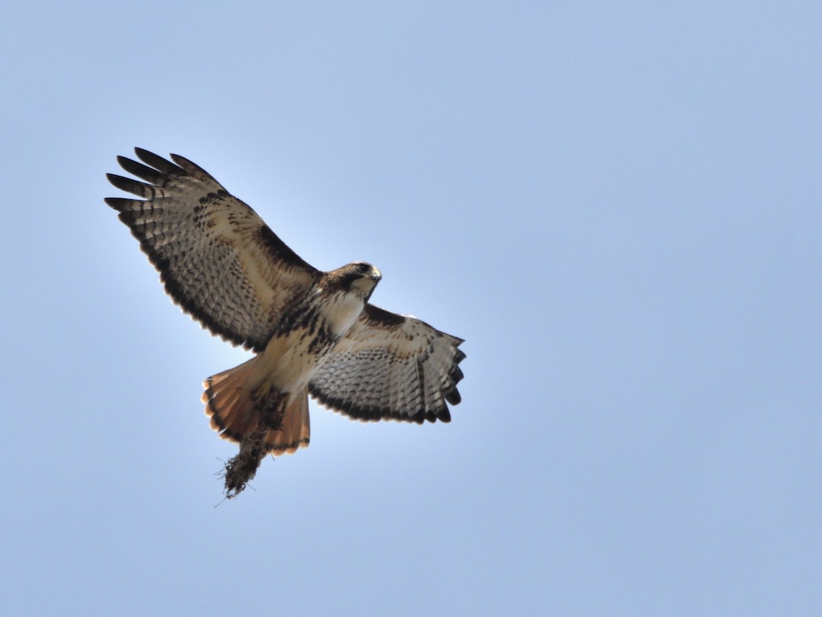 Red-tailed Hawk - ML319754311