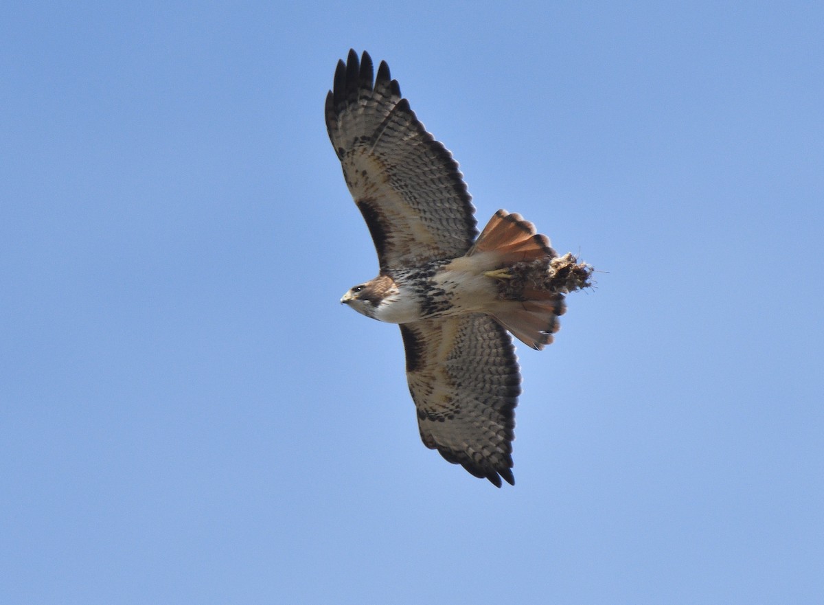 Red-tailed Hawk - ML319754321