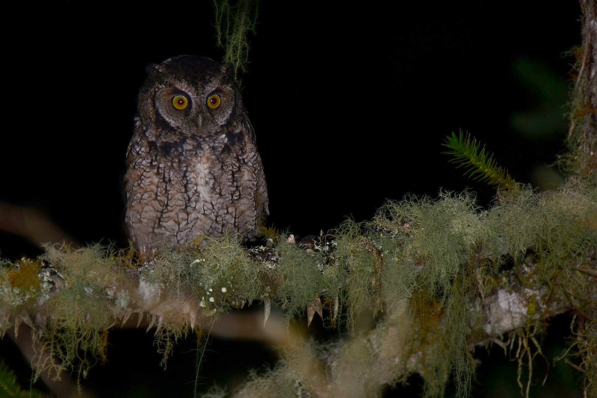 Long-tufted Screech-Owl - ML319755331