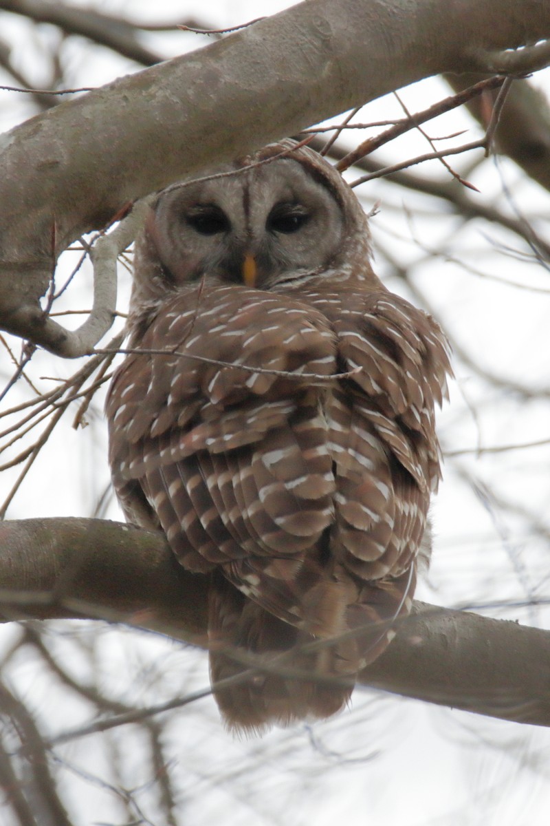Barred Owl - ML319758571