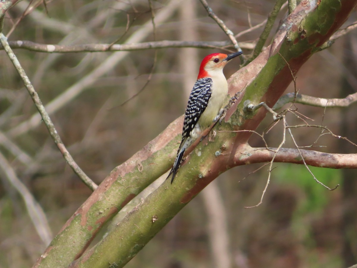Red-bellied Woodpecker - ML319769061