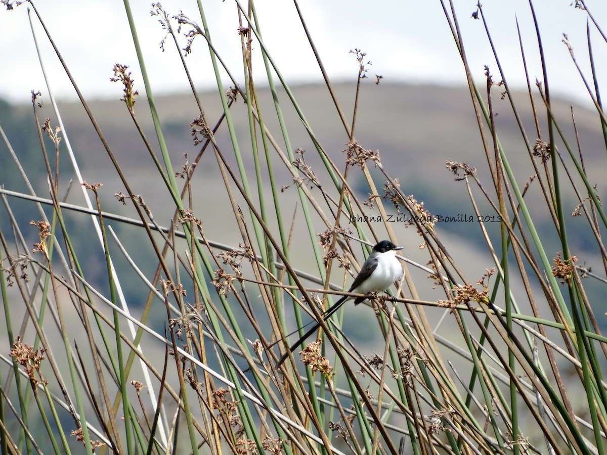 Fork-tailed Flycatcher - Johana Zuluaga-Bonilla