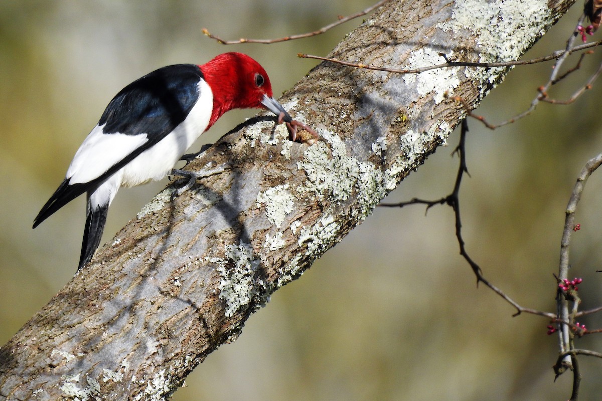 Red-headed Woodpecker - ML319775981