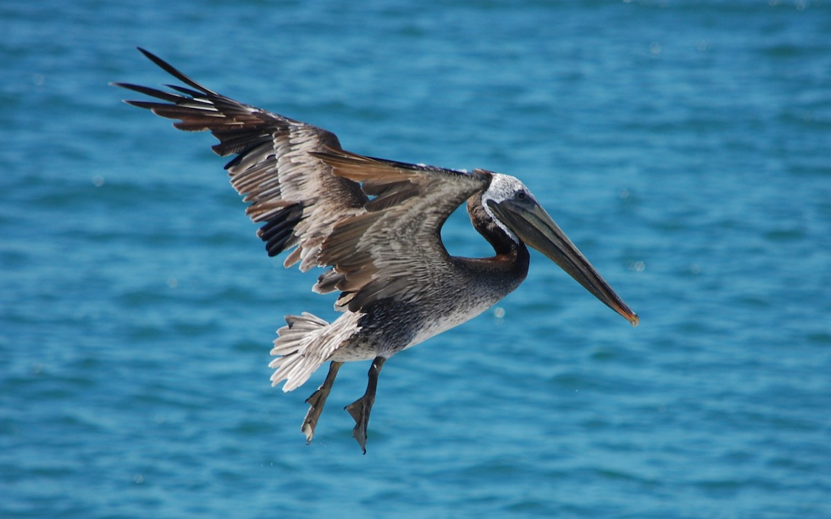 pelikán hnědý - ML31977731