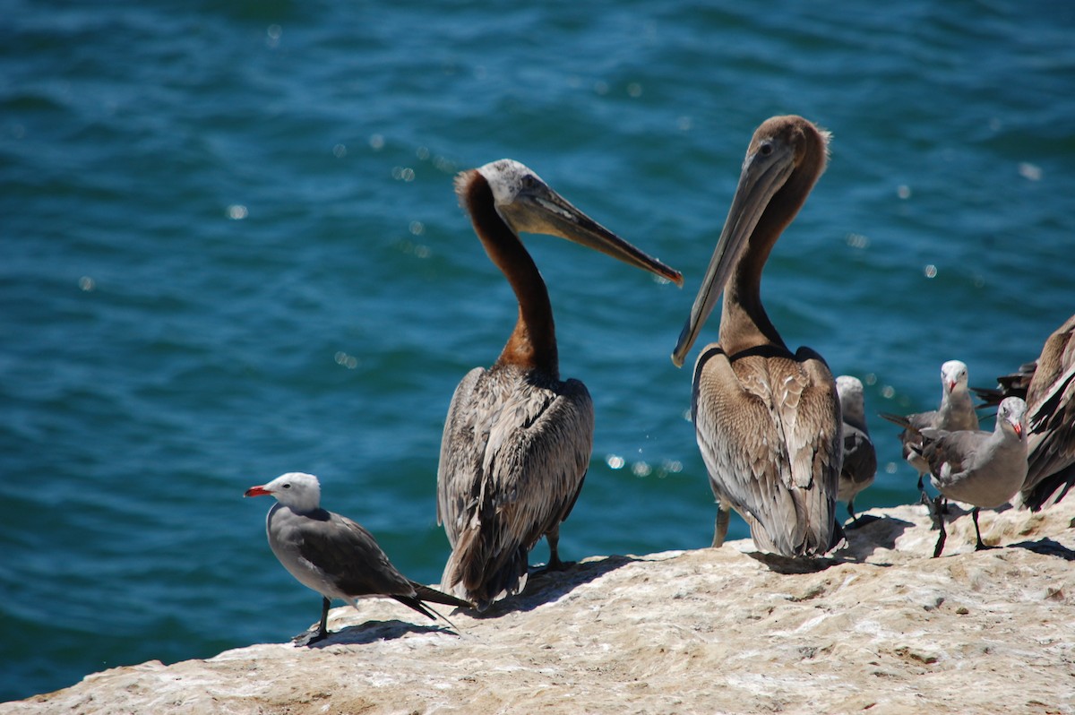 pelikán hnědý - ML31977811
