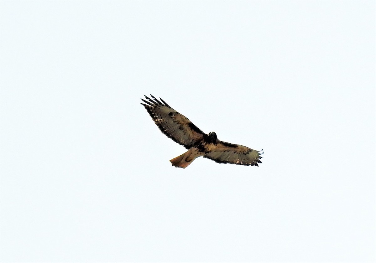 Red-tailed Hawk - ML319779771