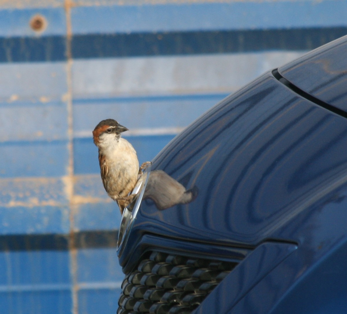 Cape Verde Sparrow - ML319779891