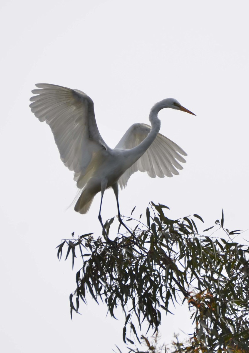 Great Egret - Tom Unsicker