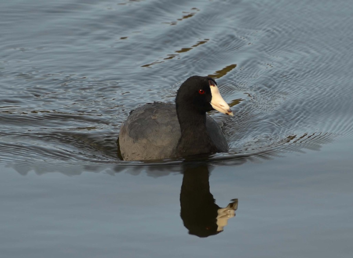 American Coot (Red-shielded) - ML31978851