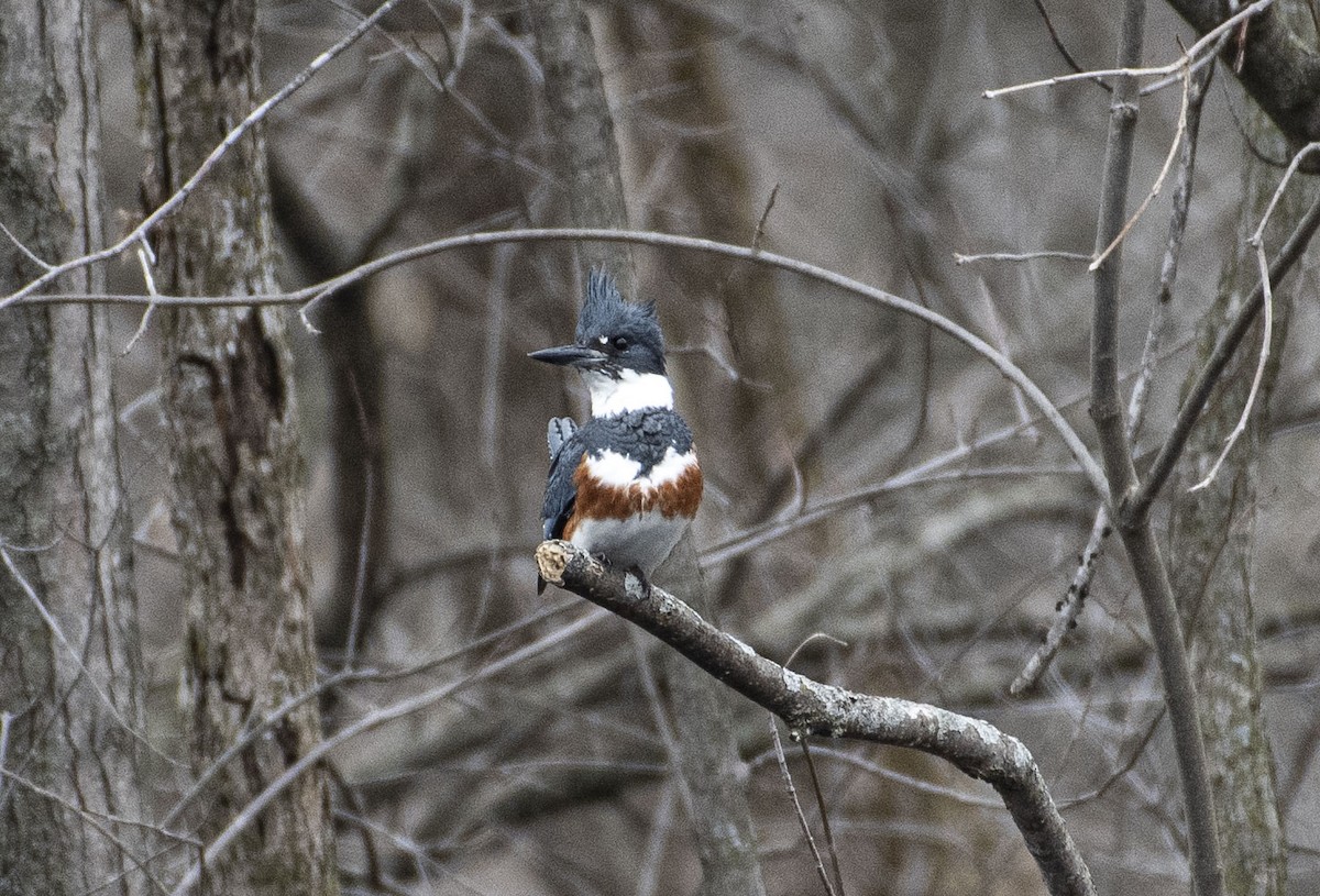 Belted Kingfisher - ML319790891