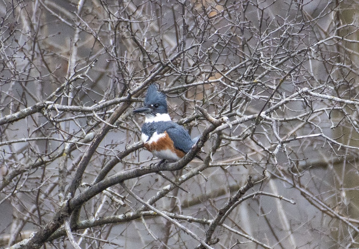 Belted Kingfisher - ML319790971