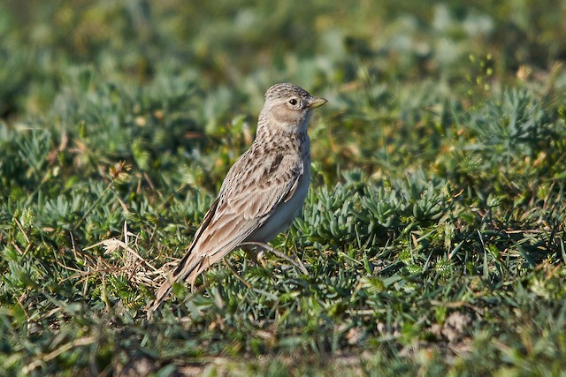 Photos - Turkestan Short-toed Lark - Alaudala heinei - Birds of the World