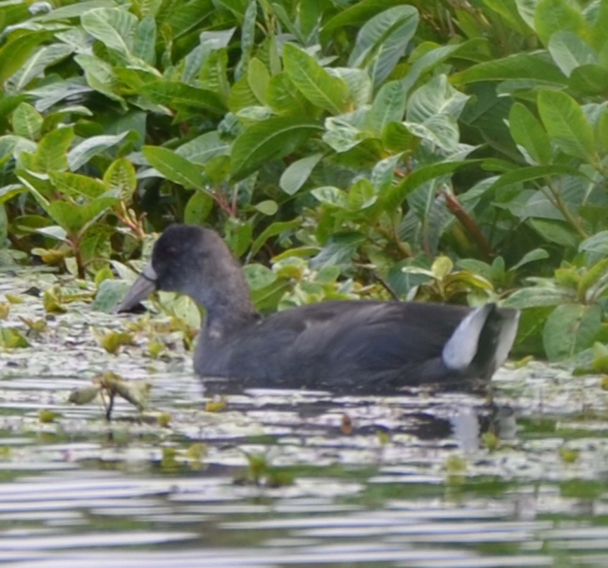 American Coot (Red-shielded) - ML31979231
