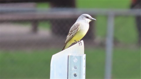 Cassin's Kingbird - Lena Hayashi