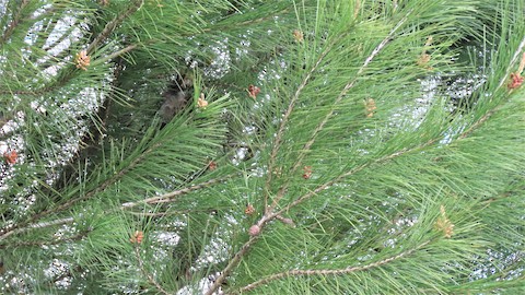 Lesser Goldfinch - Lena Hayashi