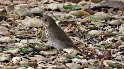 Hermit Thrush - Lena Hayashi