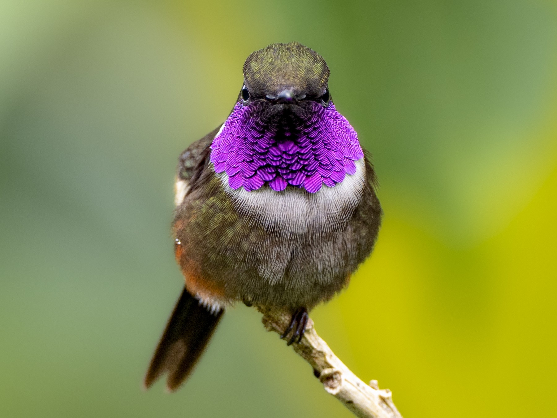 Purple-throated Woodstar - Andres Vasquez Noboa - Tropical Birding Tours