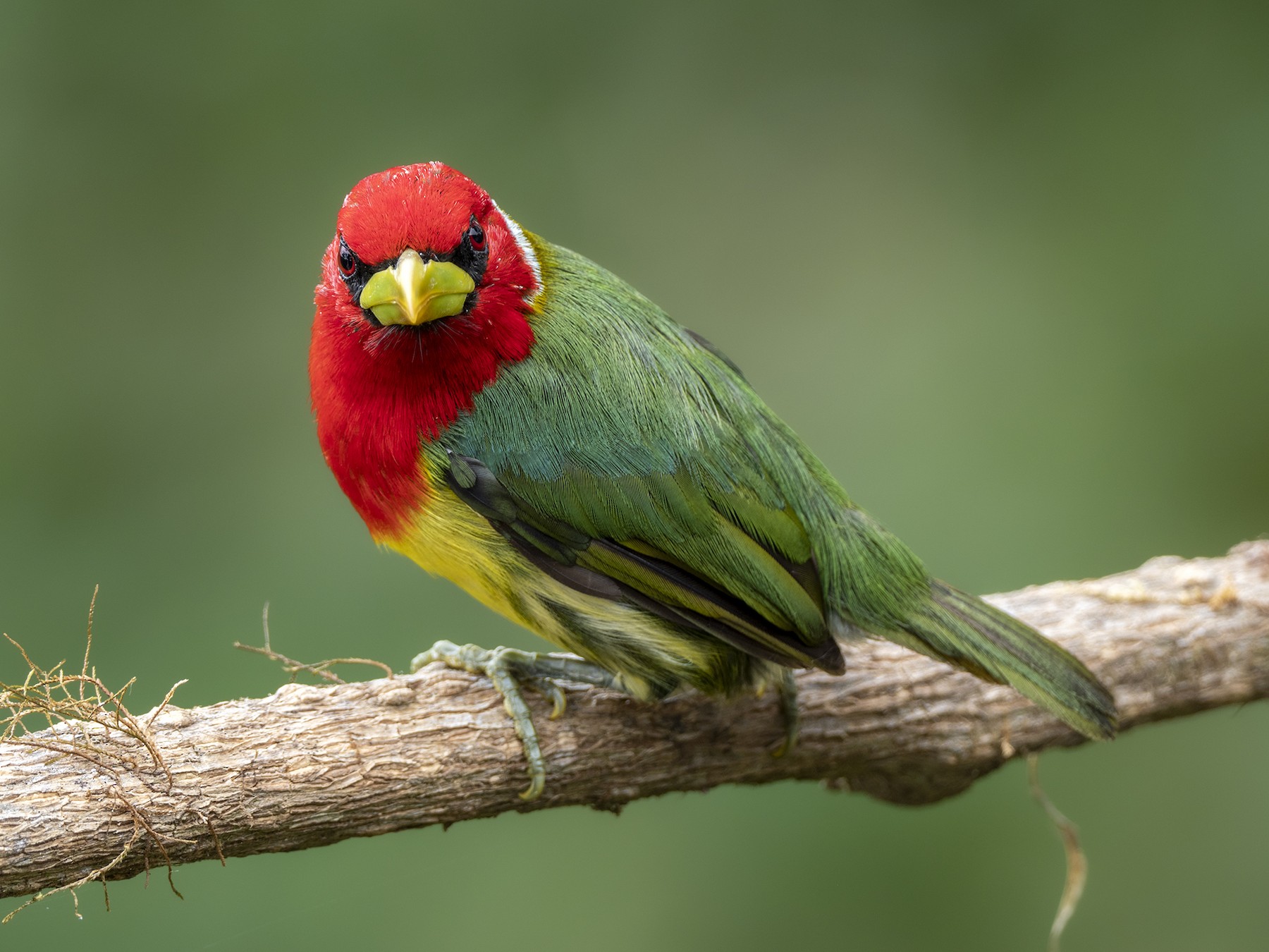 Red-headed Barbet - eBird