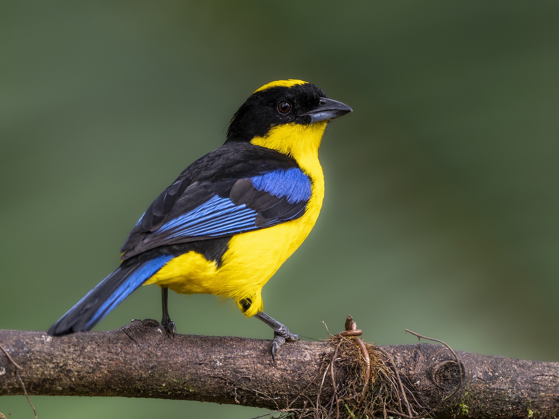 Blue-winged Mountain Tanager (Blue-winged) - eBird