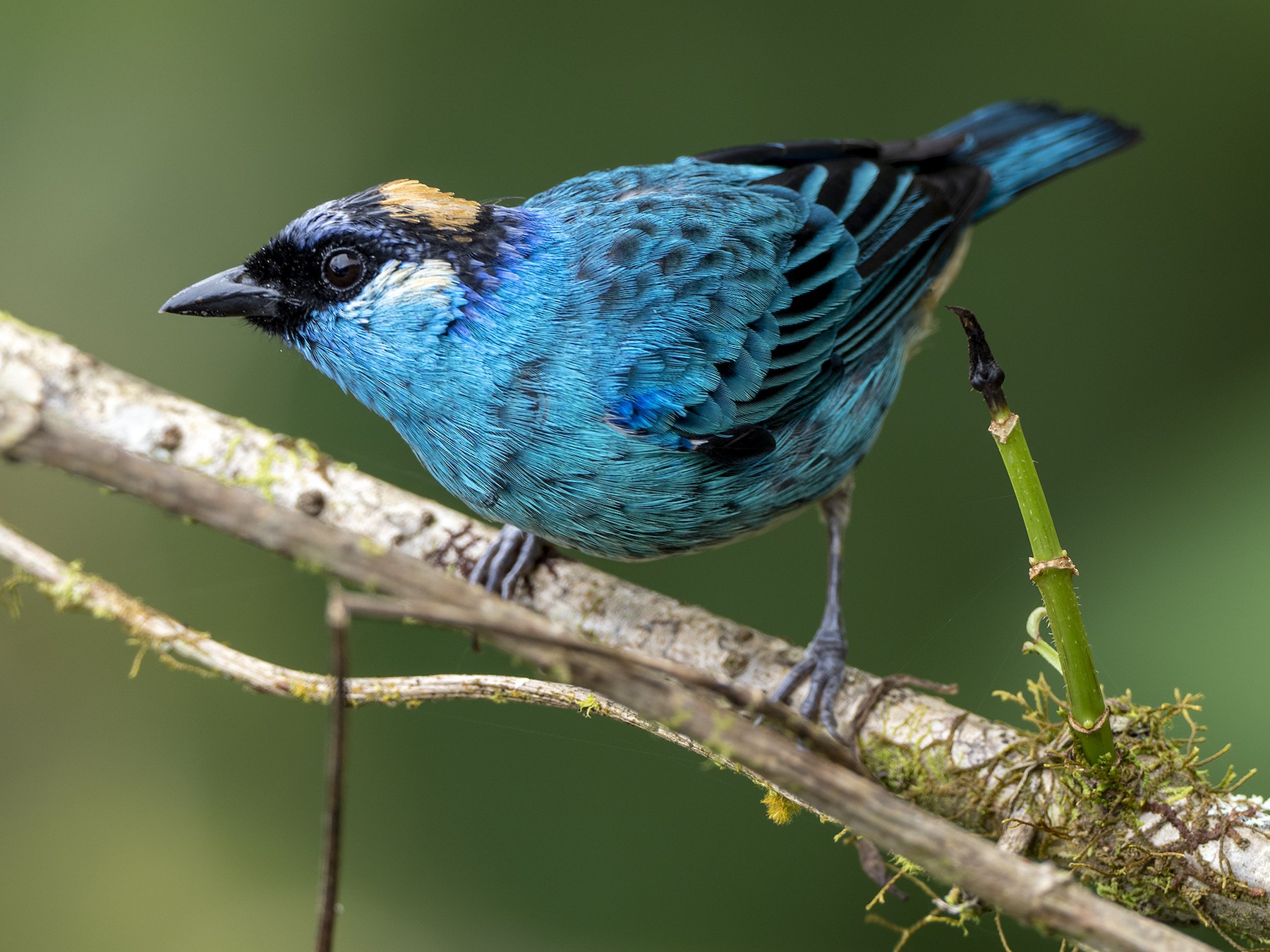Golden-naped Tanager - eBird