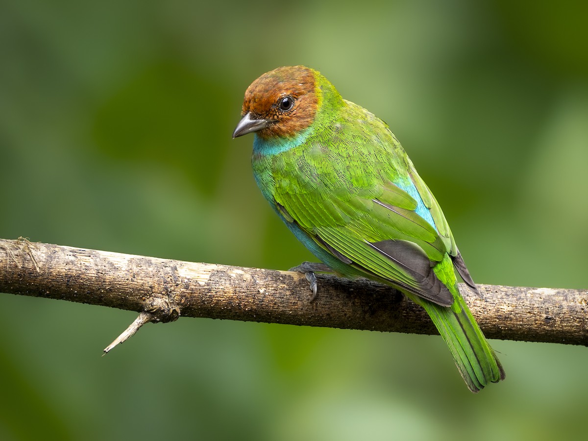 Bay-headed Tanager - ML319803551