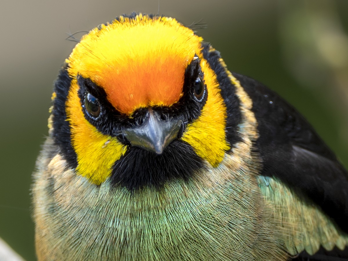 Flame-faced Tanager - ML319803691