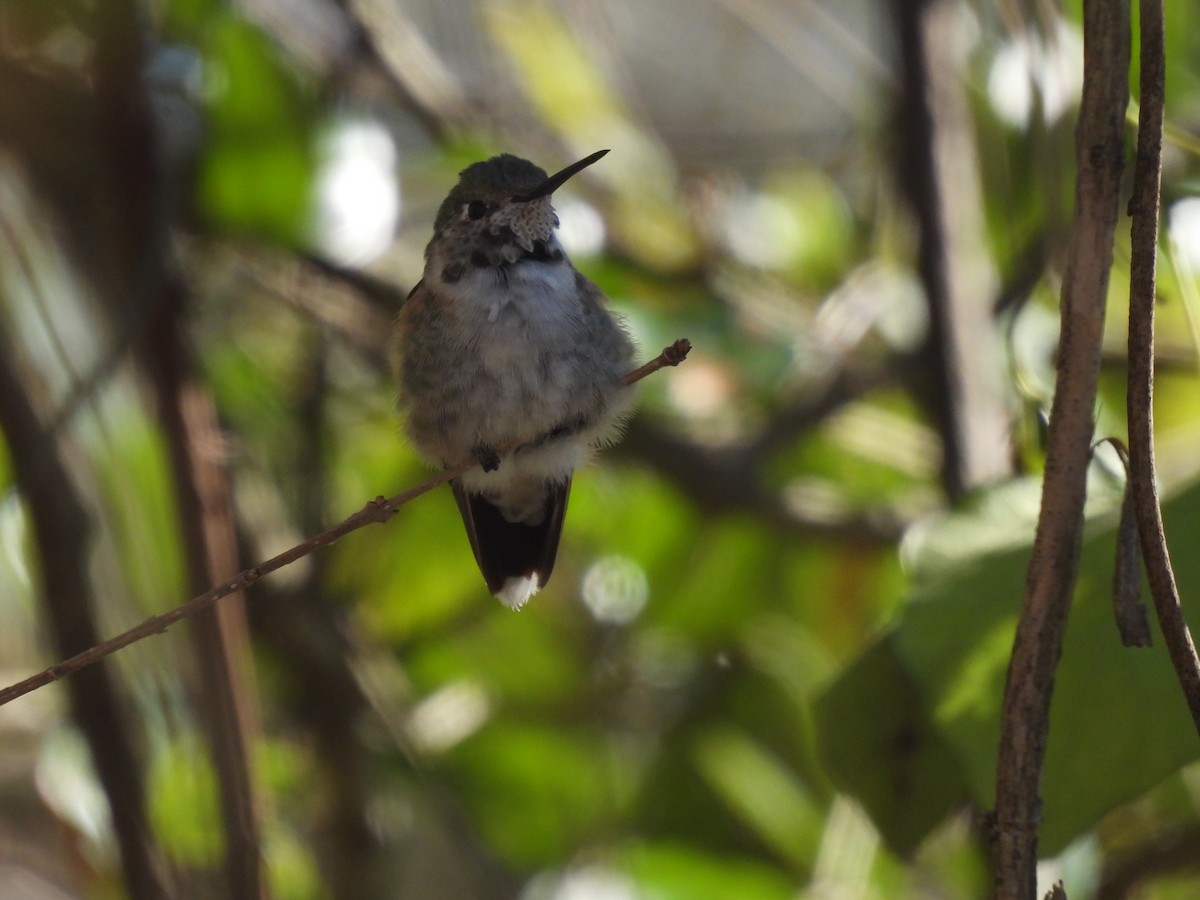 Broad-tailed Hummingbird - ML319805011