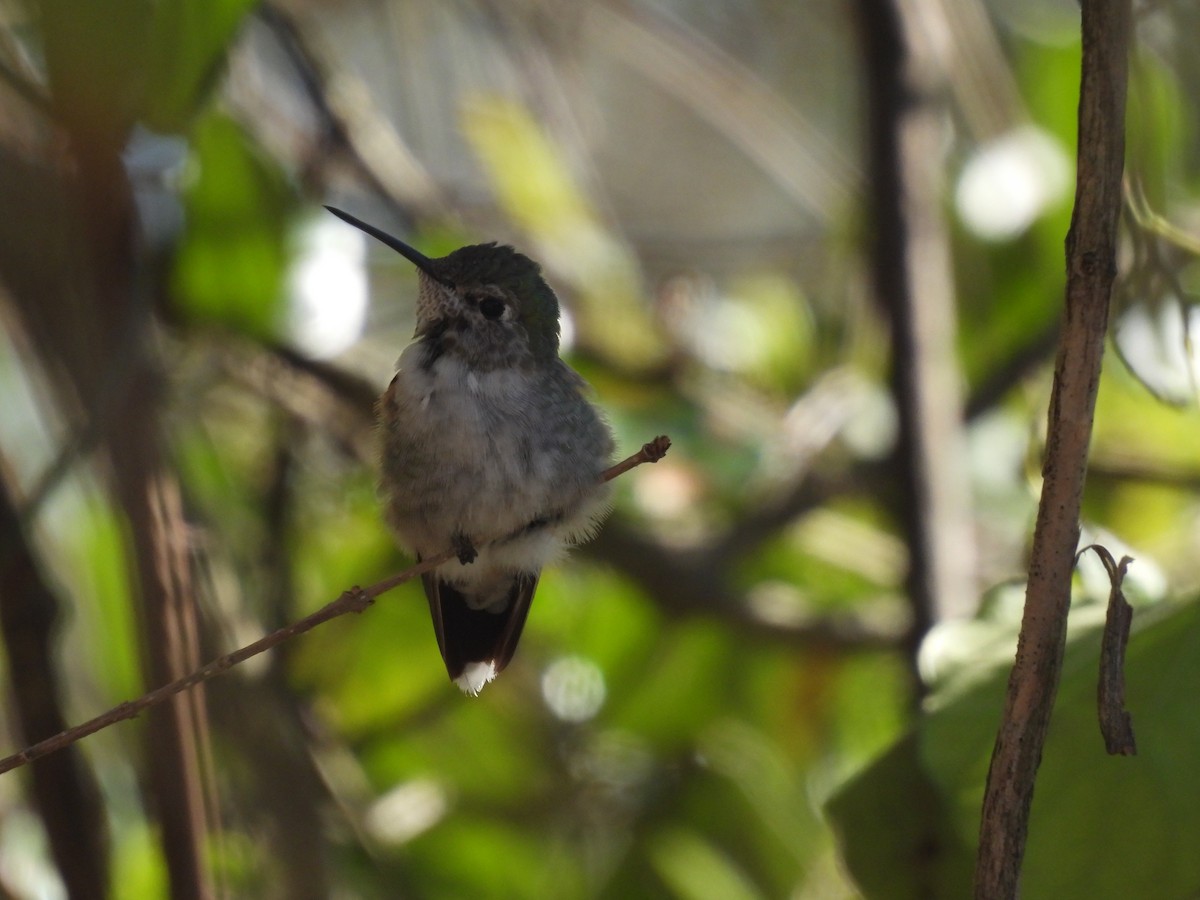 Broad-tailed Hummingbird - ML319805021