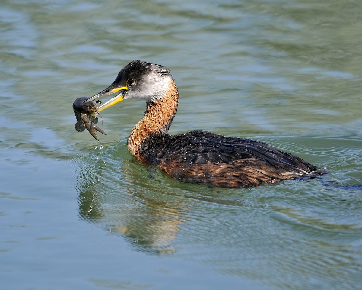 Red-necked Grebe - ML31980551