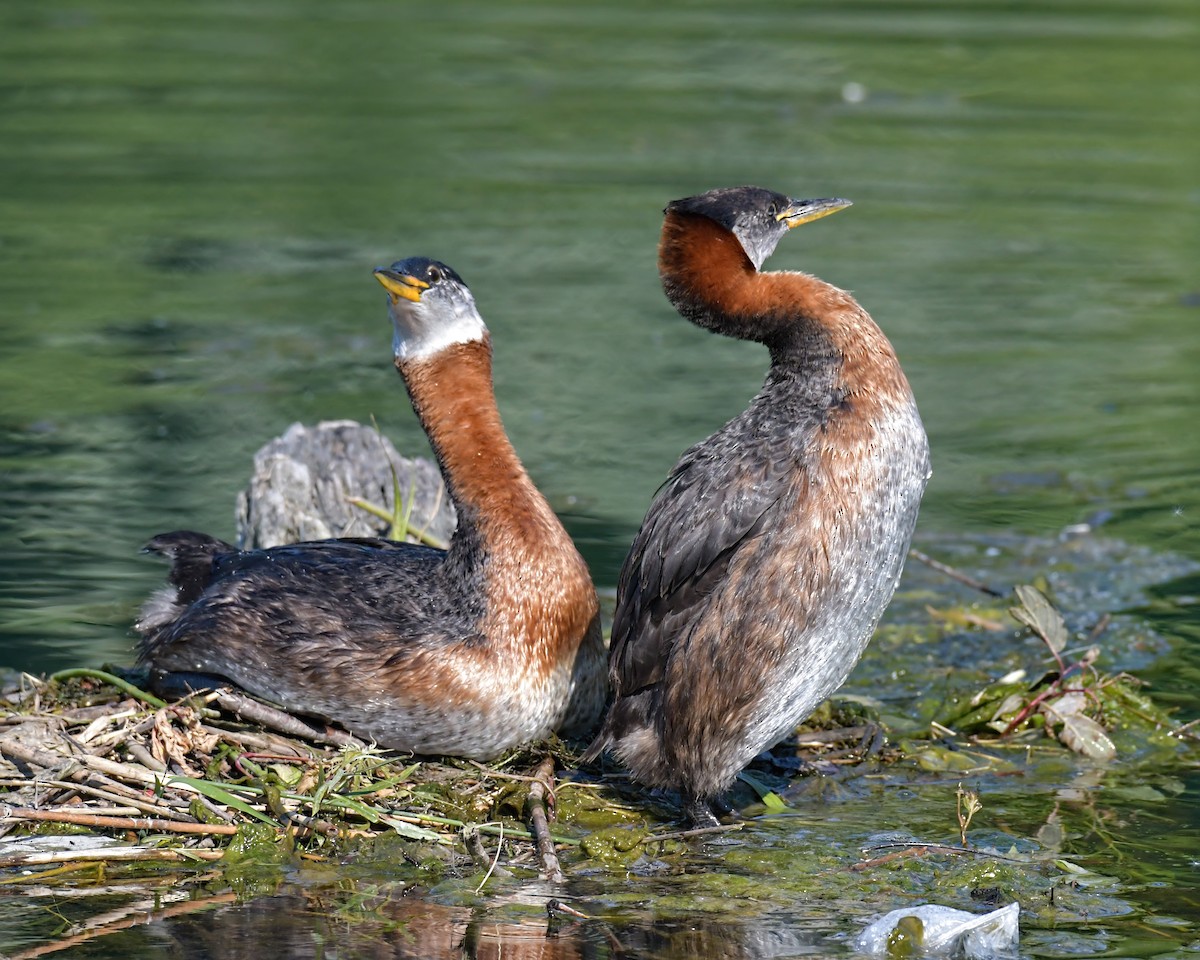 Red-necked Grebe - ML31980561