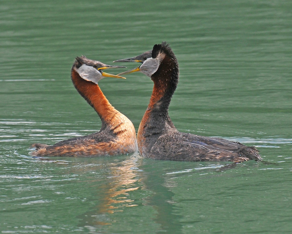 Red-necked Grebe - ML31980631