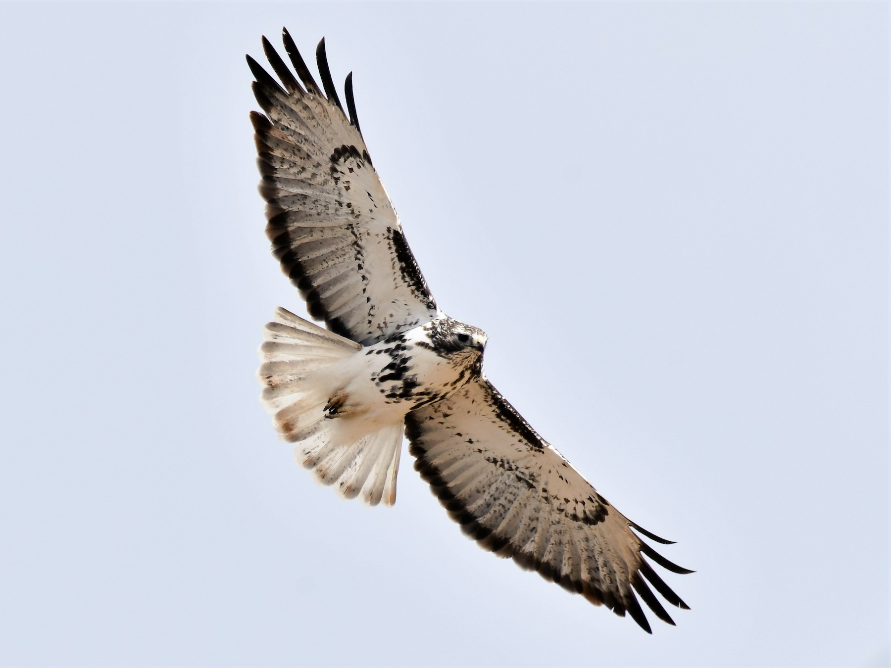 Red-tailed Hawk - Harold Ziolkowski