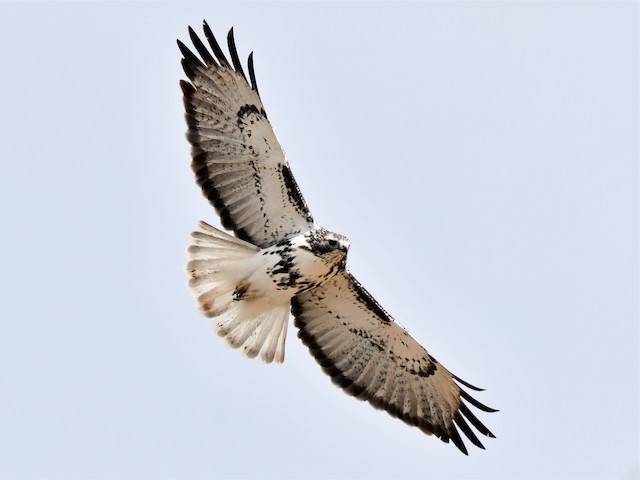 Adult light morph (Harlan's) - Red-tailed Hawk (Harlan's) - 