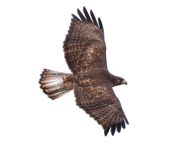 Adult dark morph (Harlan's) - Red-tailed Hawk (Harlan's) - 