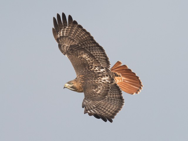 Adult (borealis) - Red-tailed Hawk (borealis) - 