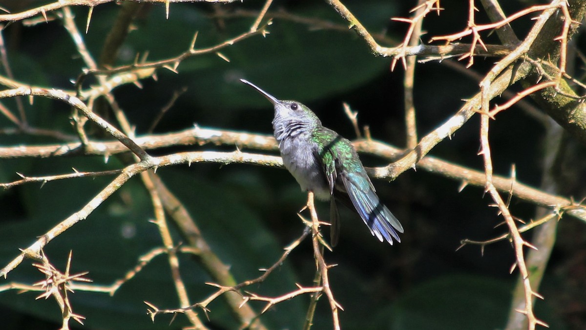 Gray-breasted Sabrewing - ML319806861