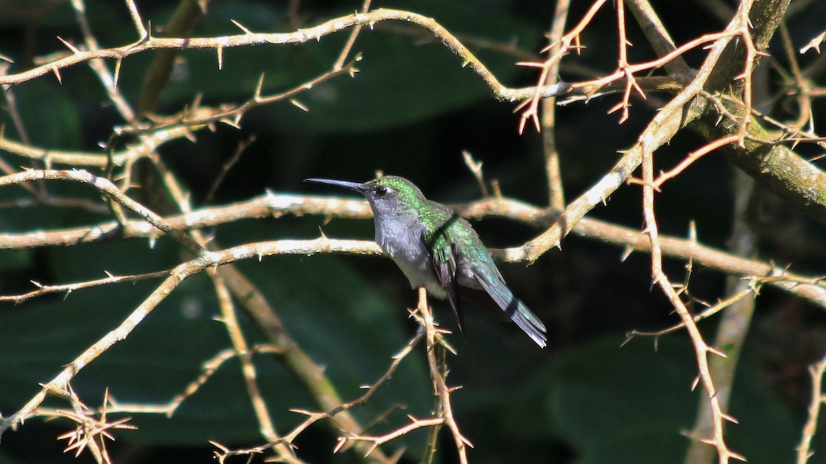 Gray-breasted Sabrewing - ML319806901