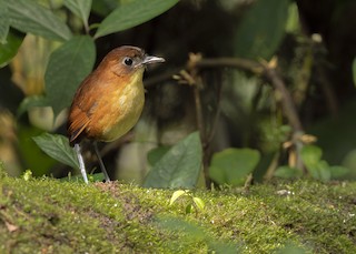  - Yellow-breasted Antpitta