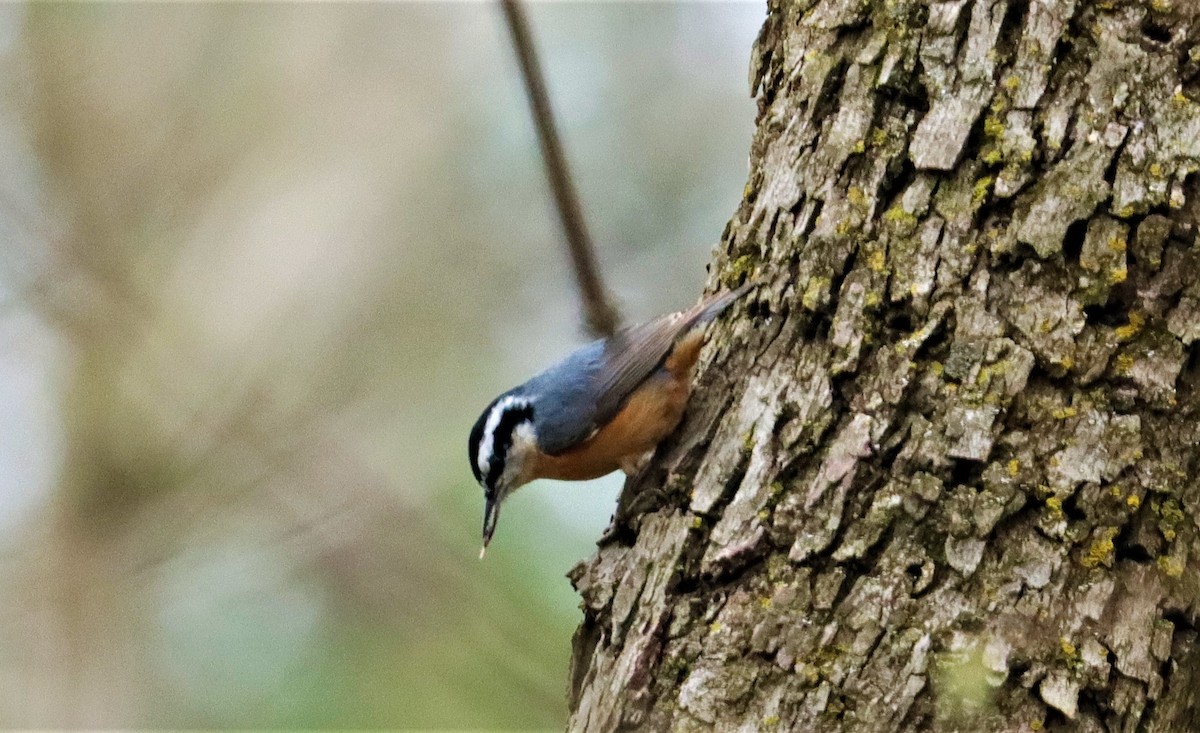 Red-breasted Nuthatch - ML319816291