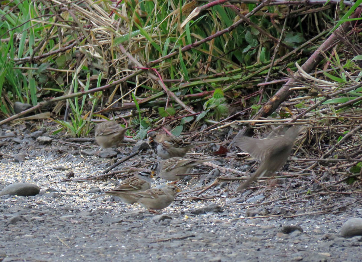 eBird Checklist 25 Mar 2021 Sauvie IslandRentenaar Rd. 52