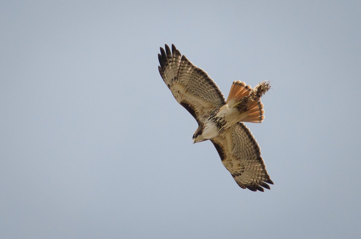 Red-tailed Hawk - ML319843051
