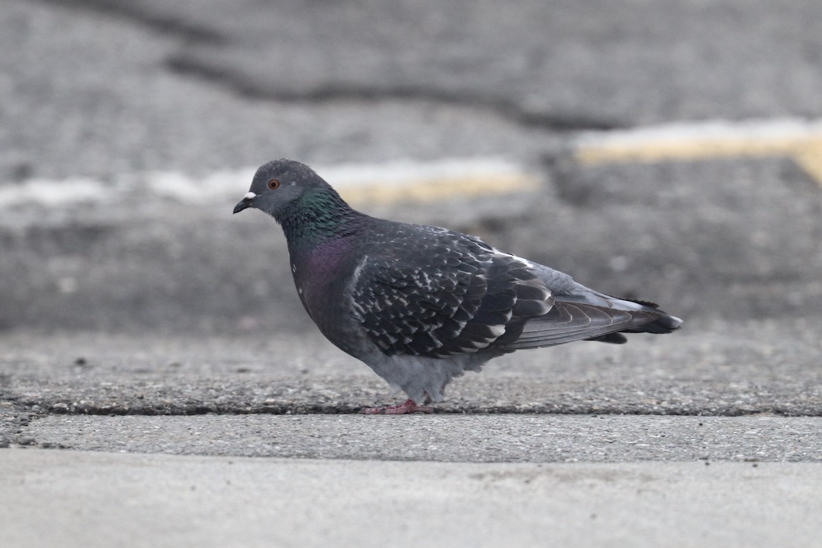 Rock Pigeon (Feral Pigeon) - ML319844611