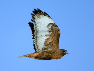  - Red-tailed Hawk (calurus/alascensis)