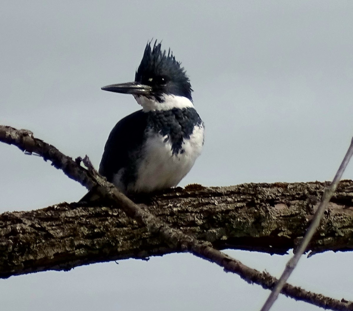 Belted Kingfisher - ML319853531