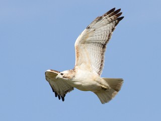  - Red-tailed Hawk (Krider's)
