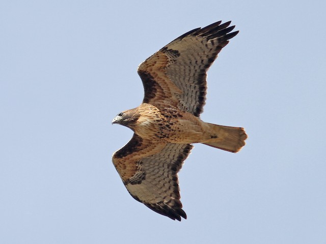 Adult light morph (calurus/alascensis) - Red-tailed Hawk (calurus/alascensis) - 