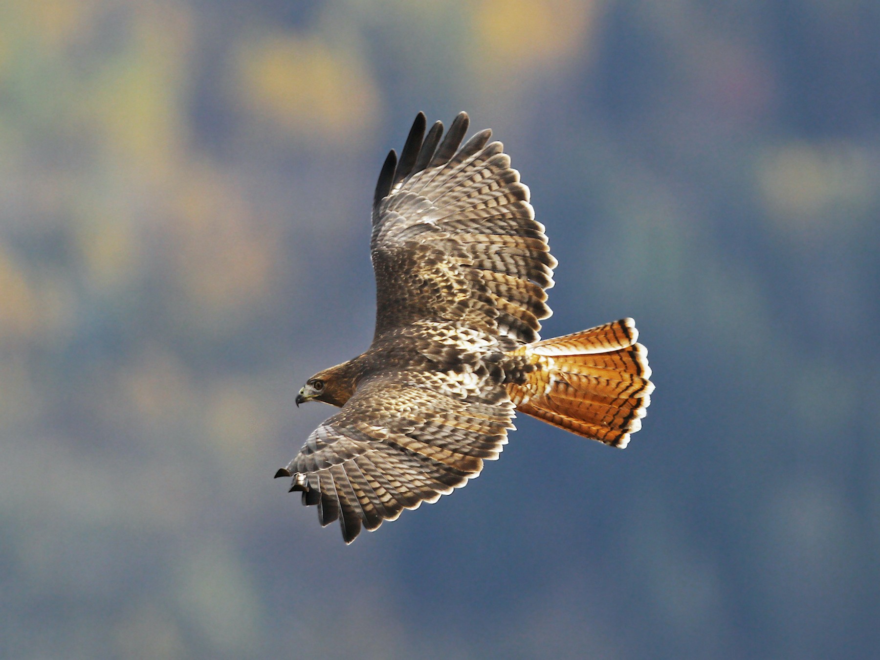 アカオノスリ Ebird